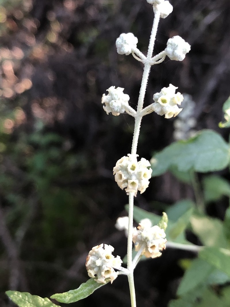 Wand Butterflybush photo 6