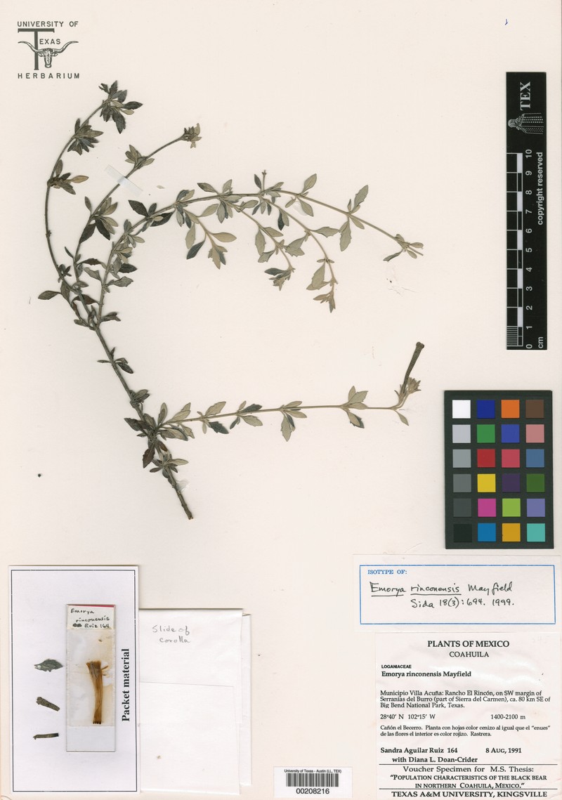 Buddleja rinconensis