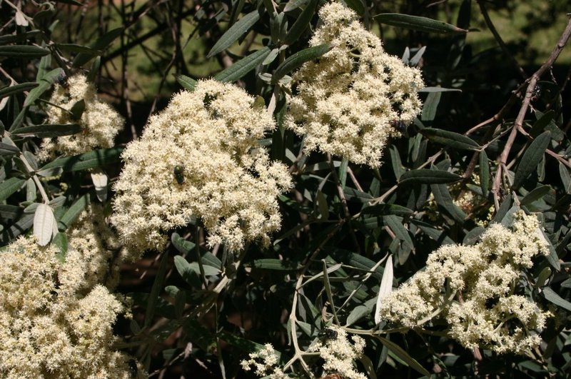 Squarestem Butterflybush photo 2