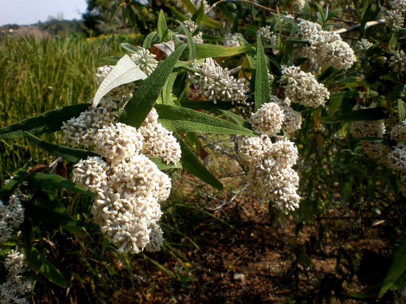 Squarestem Butterflybush photo 4