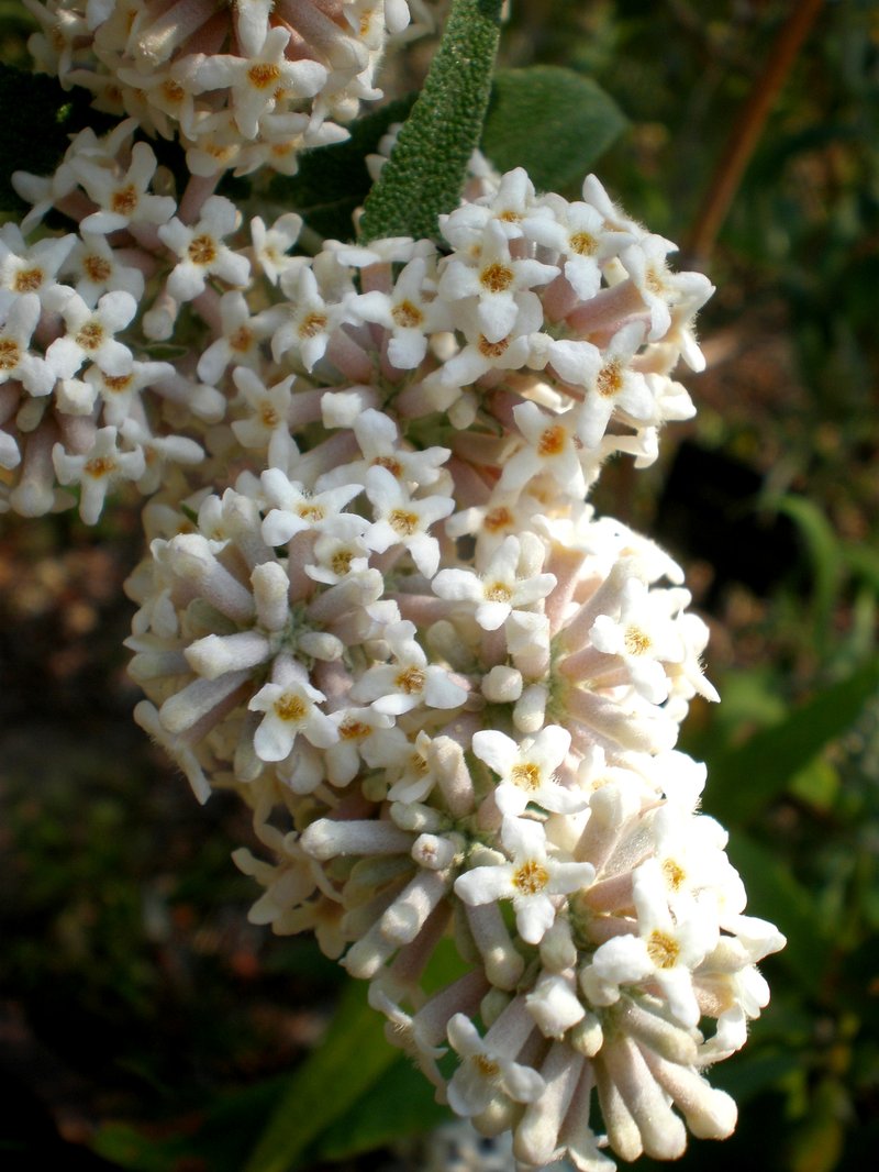Squarestem Butterflybush photo 5