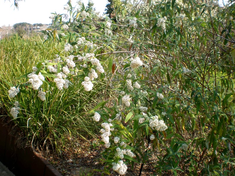 Squarestem Butterflybush photo 7