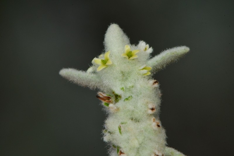 Escobilla Butterflybush