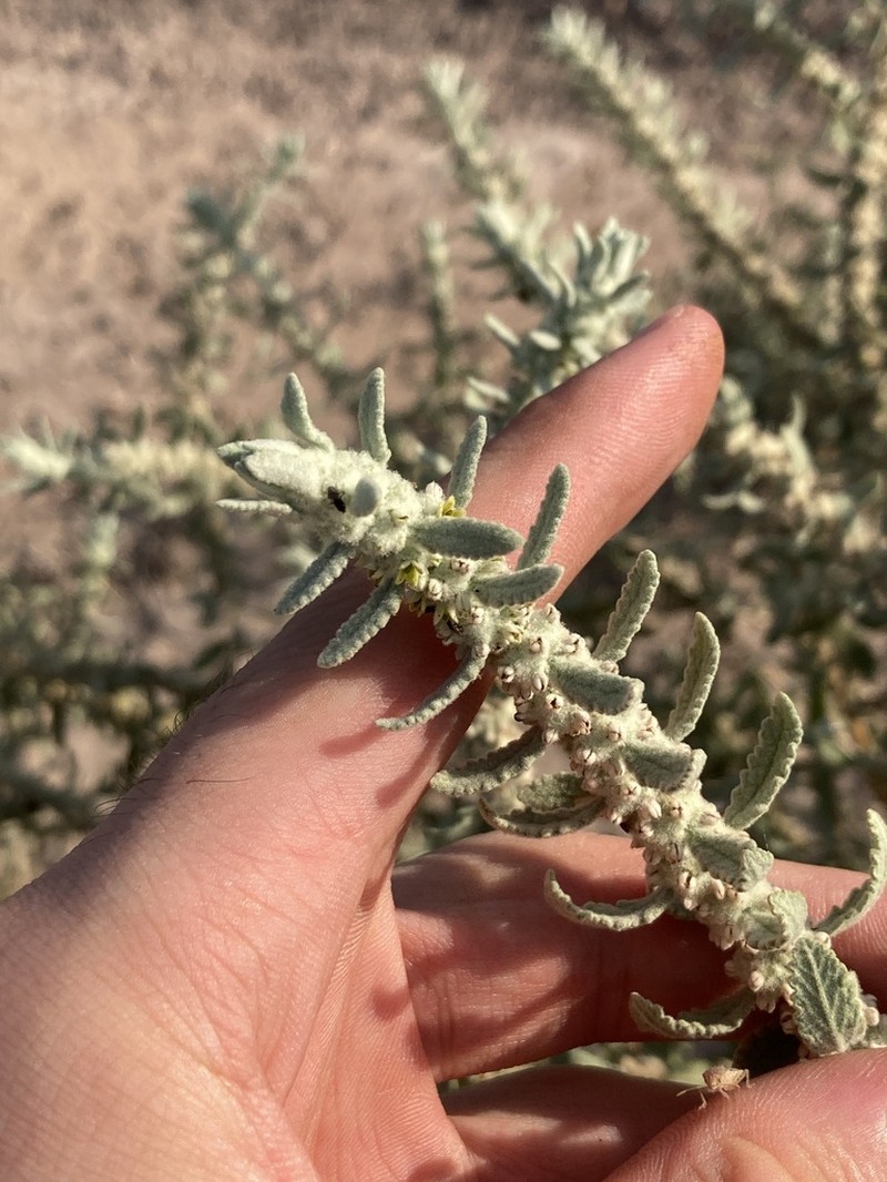 Escobilla Butterflybush photo 2