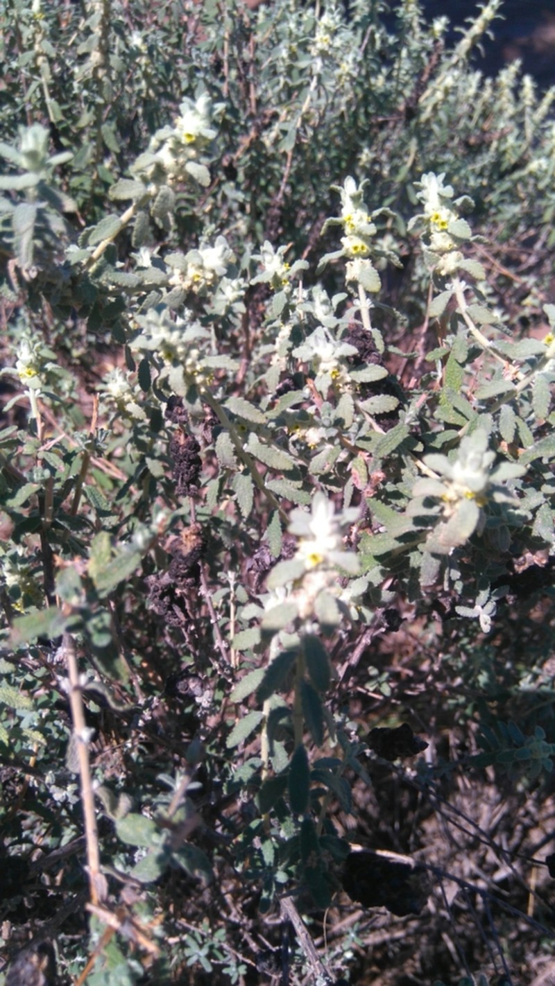 Escobilla Butterflybush photo 3