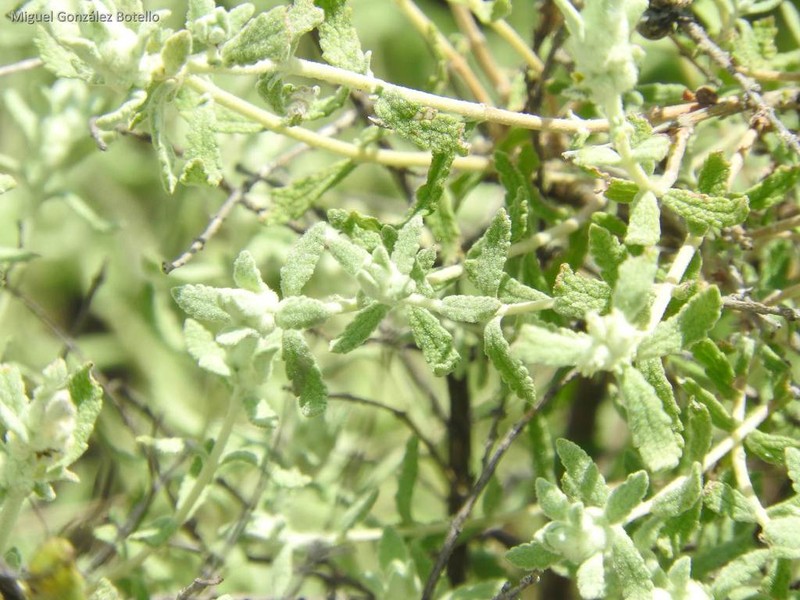 Escobilla Butterflybush photo 5