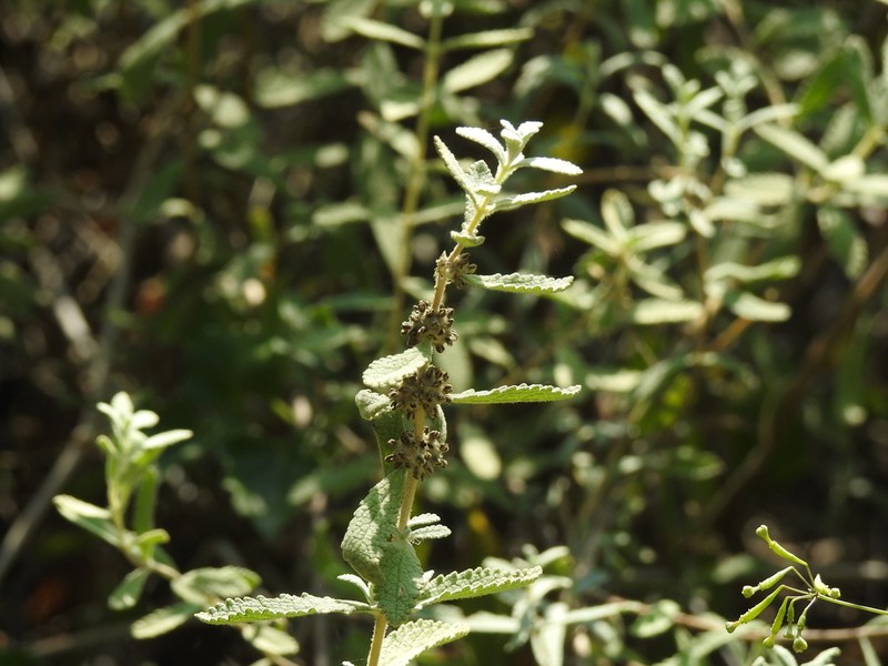 Escobilla Butterflybush photo 7