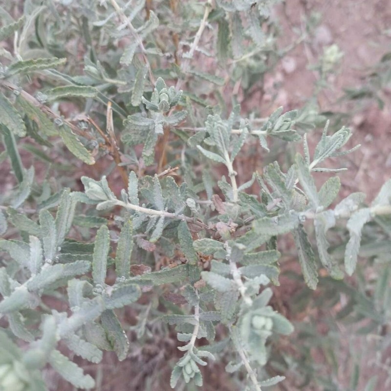 Escobilla Butterflybush photo 8