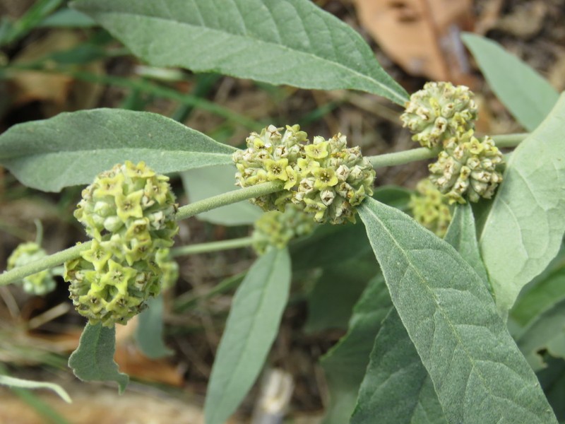 Rio Grande Butterflybush photo 2