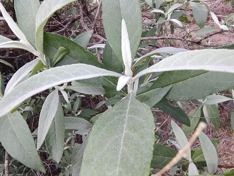 Rio Grande Butterflybush photo 3
