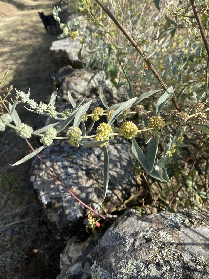 Rio Grande Butterflybush photo 4