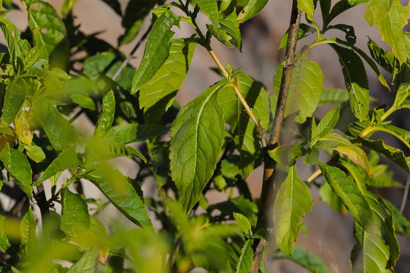 Rio Grande Butterflybush photo 5