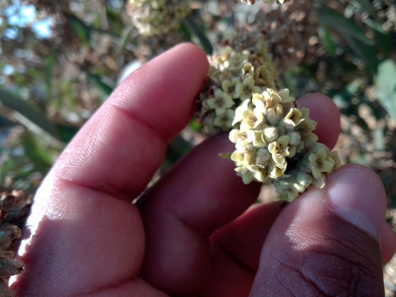 Rio Grande Butterflybush photo 6