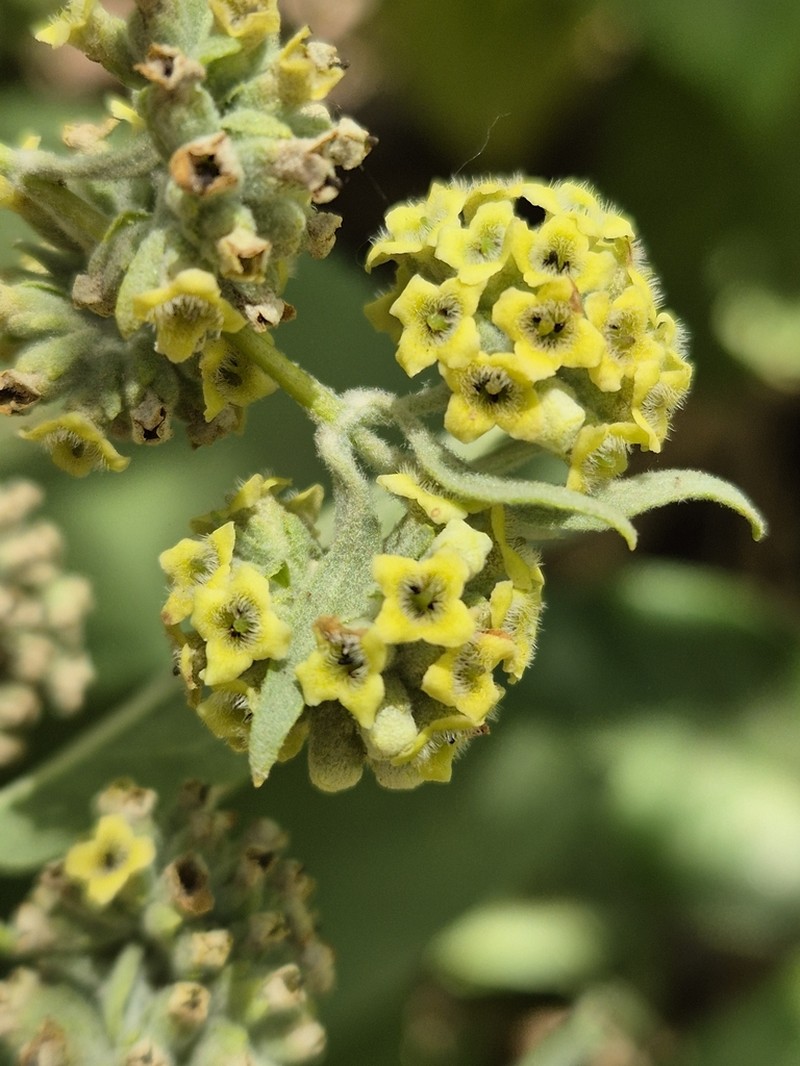 Rio Grande Butterflybush photo 7