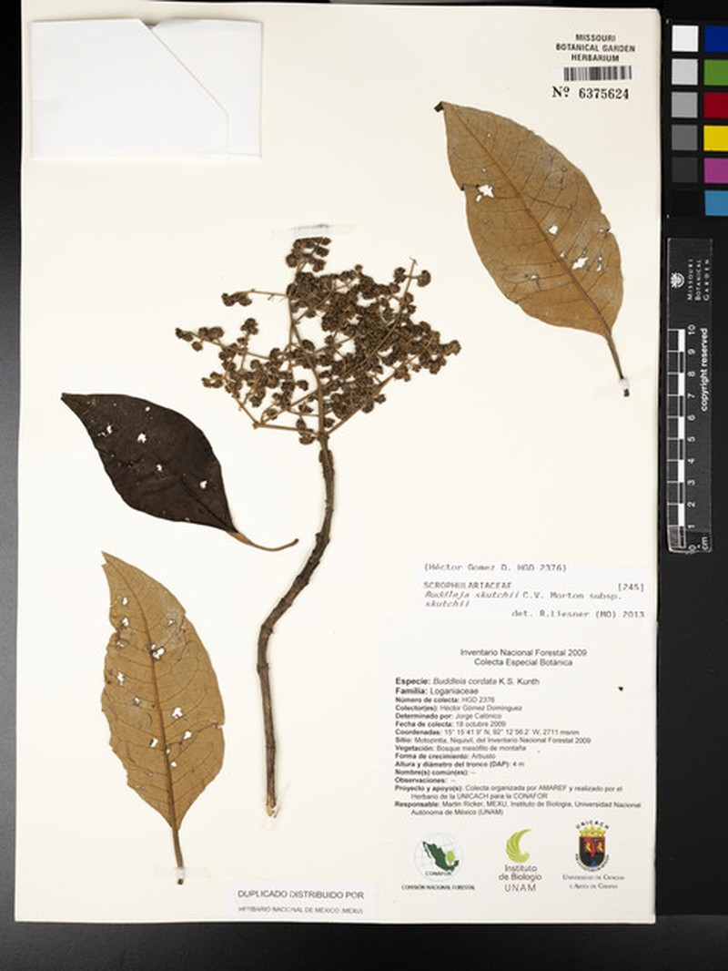 Buddleja skutchii subsp. skutchii