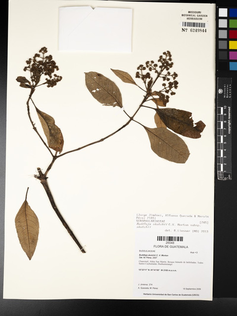 Buddleja skutchii subsp. skutchii photo 2
