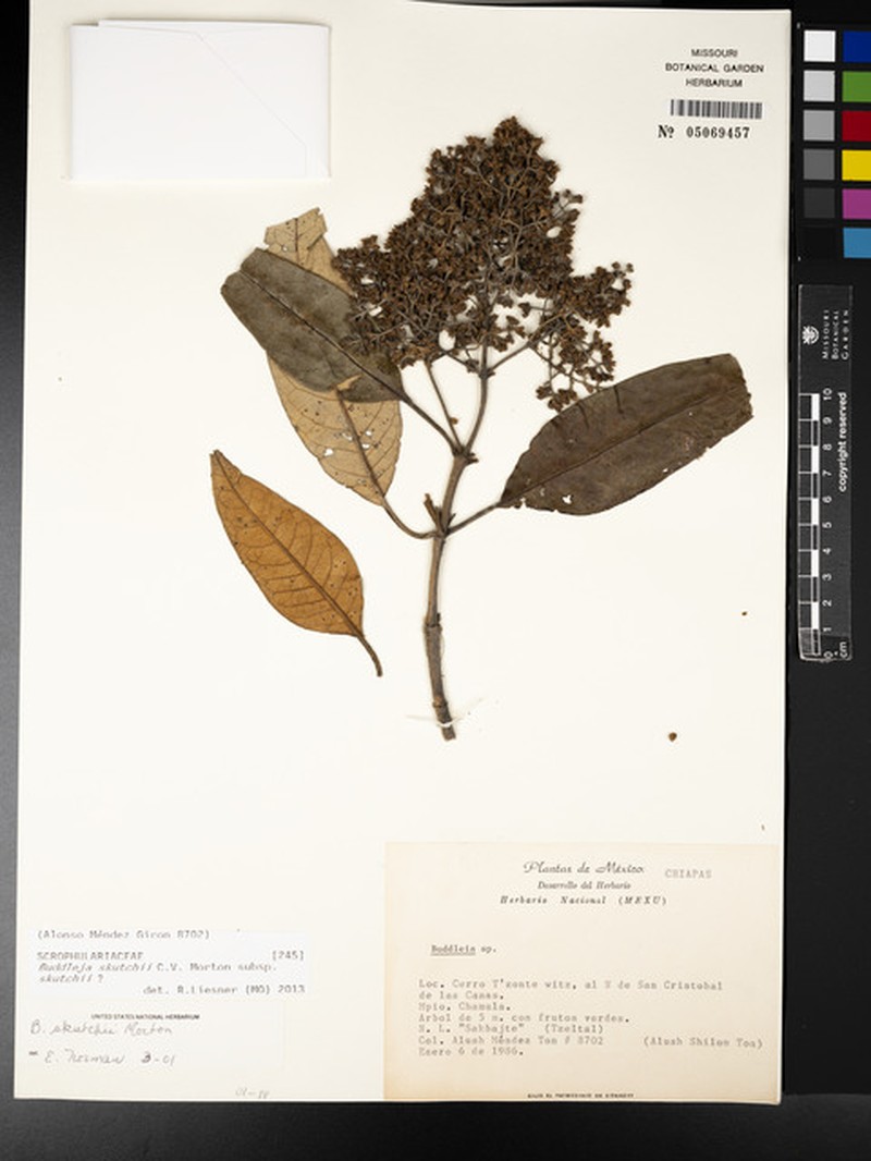 Buddleja skutchii subsp. skutchii photo 3