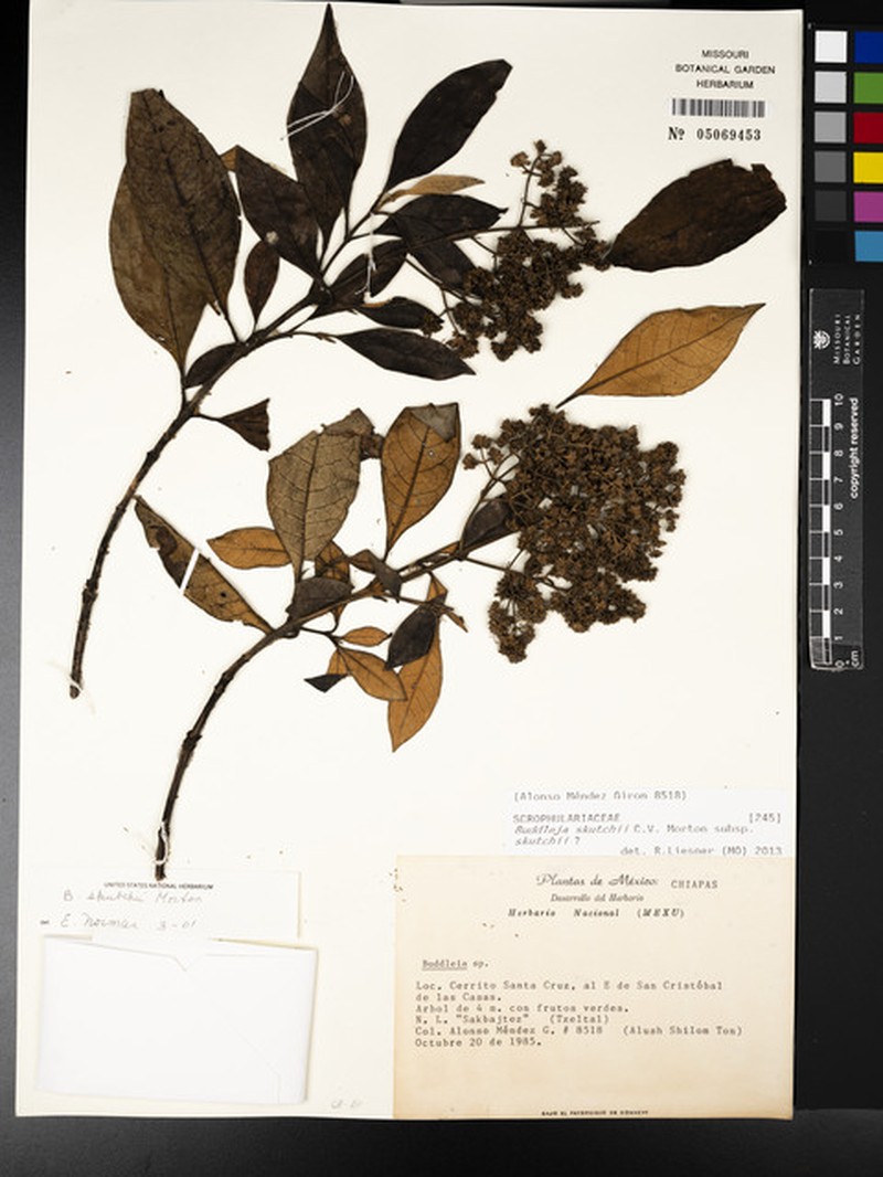 Buddleja skutchii subsp. skutchii photo 4