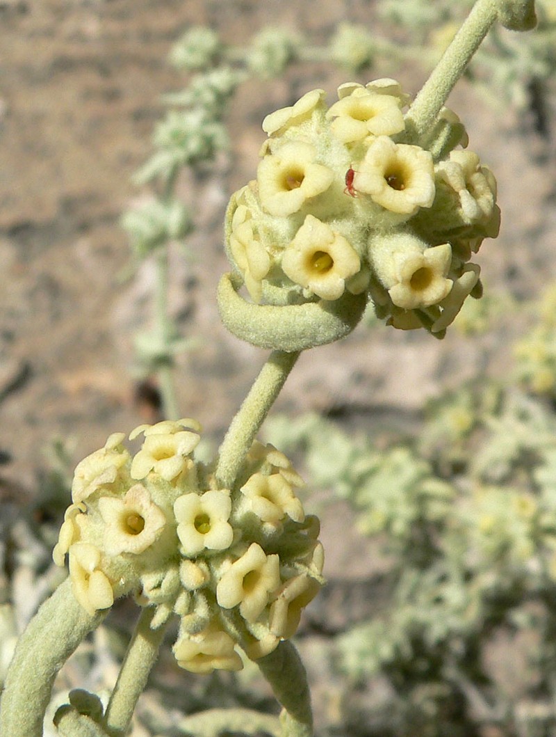 Utah Butterflybush