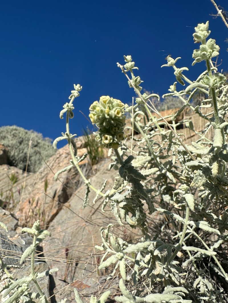 Utah Butterflybush photo 2