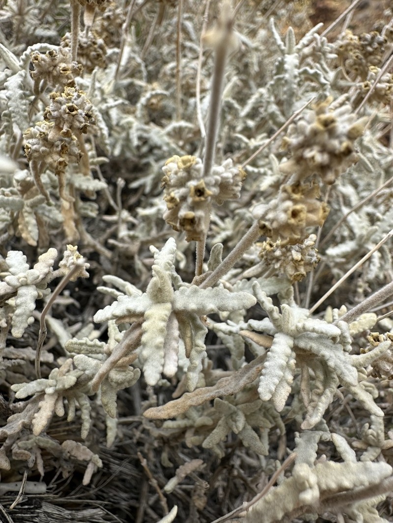 Utah Butterflybush photo 3