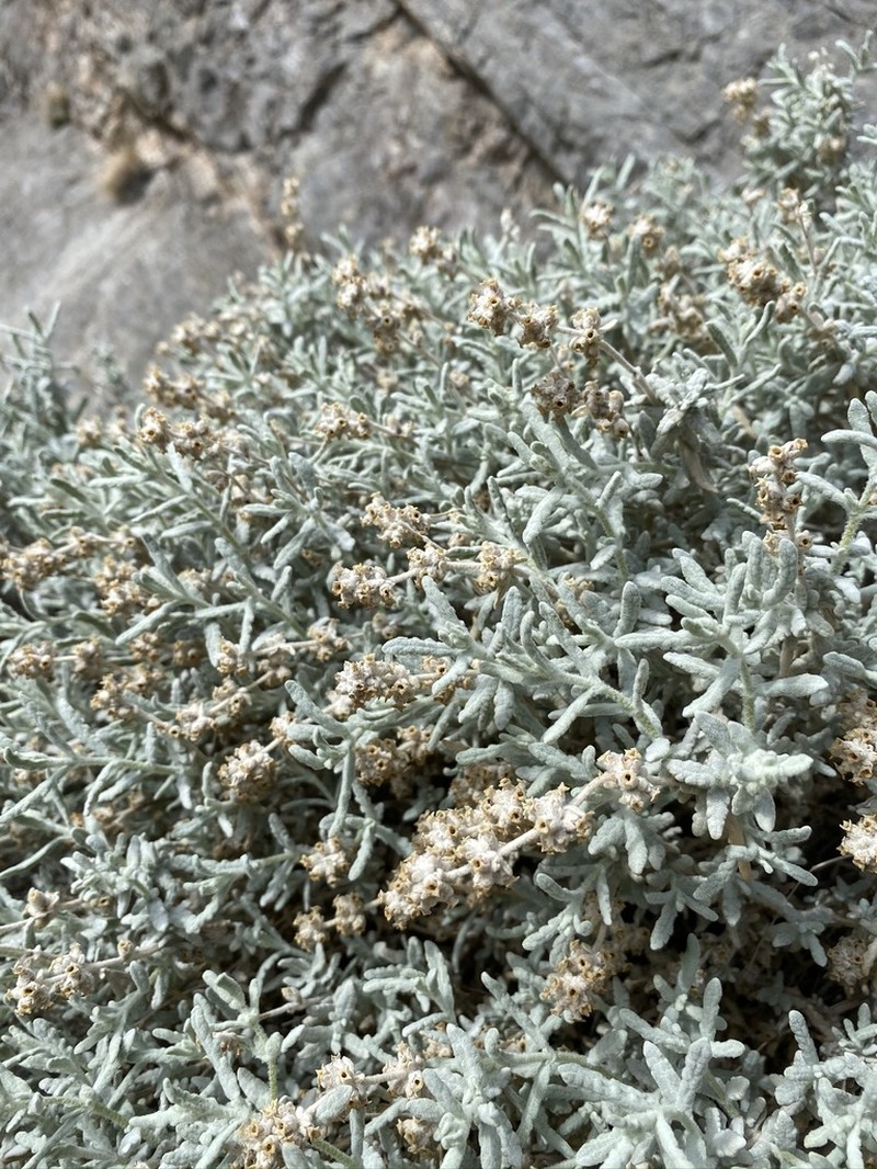 Utah Butterflybush photo 4