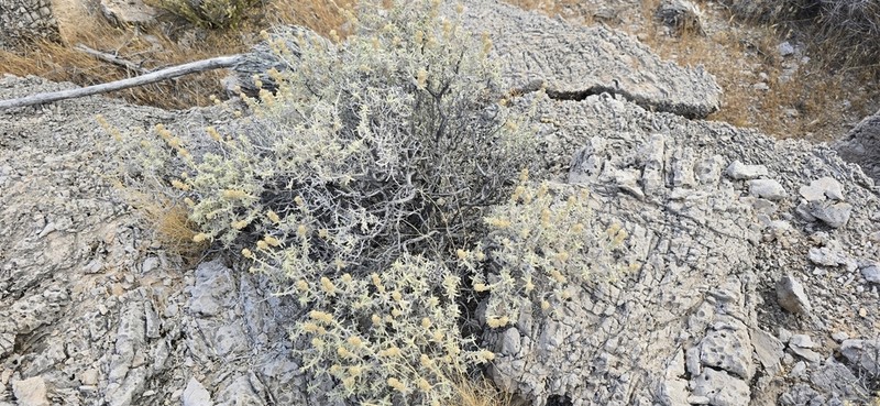 Utah Butterflybush photo 6