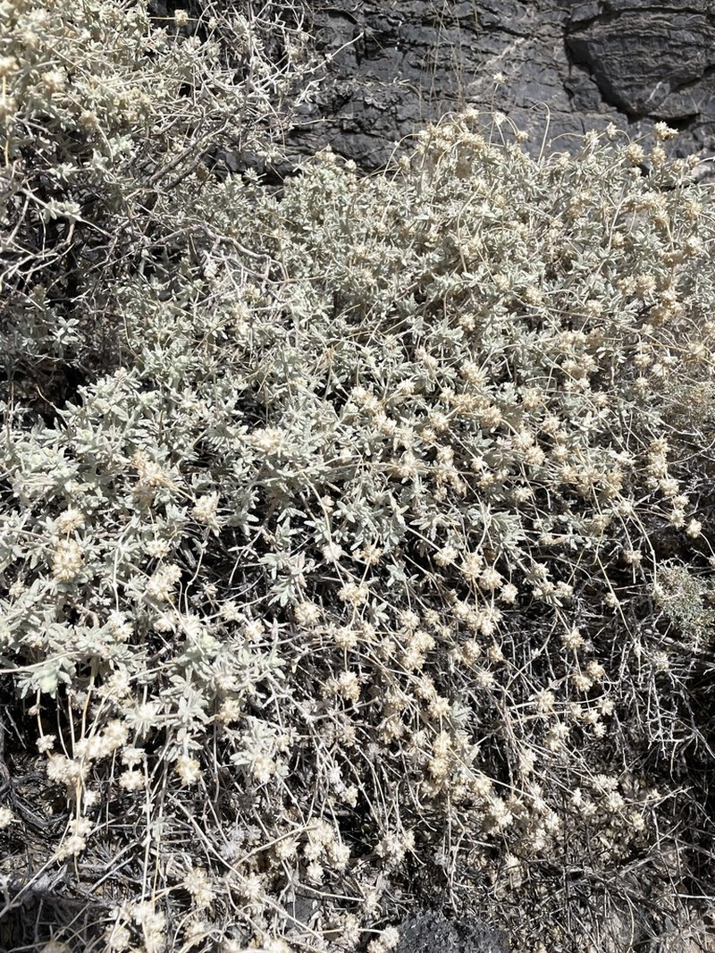 Utah Butterflybush photo 7