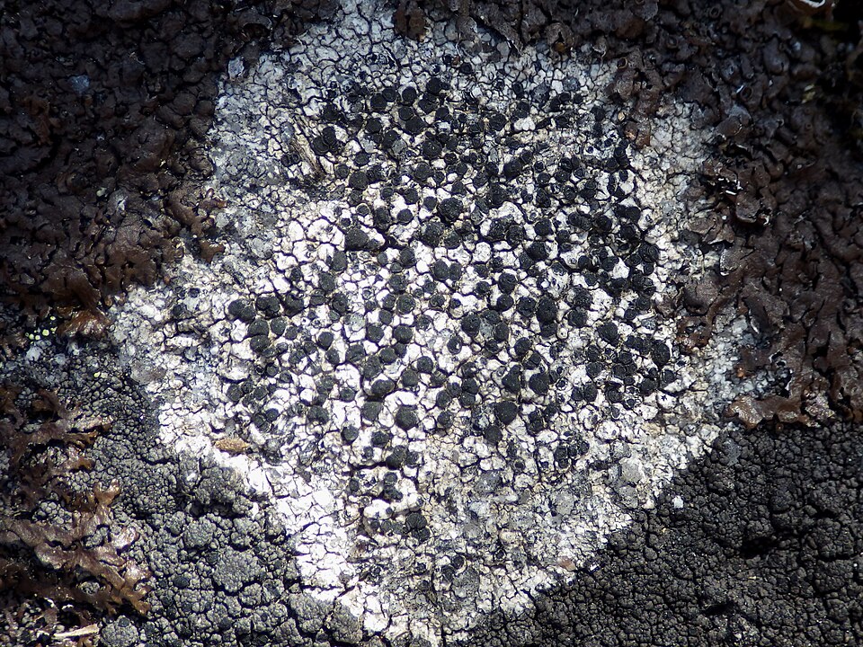 Disc Lichen