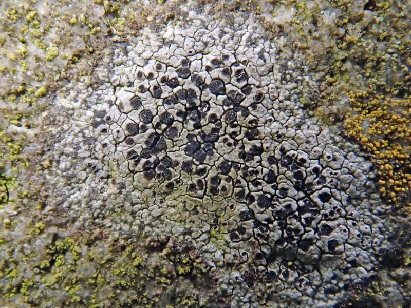 Disc Lichen photo 3