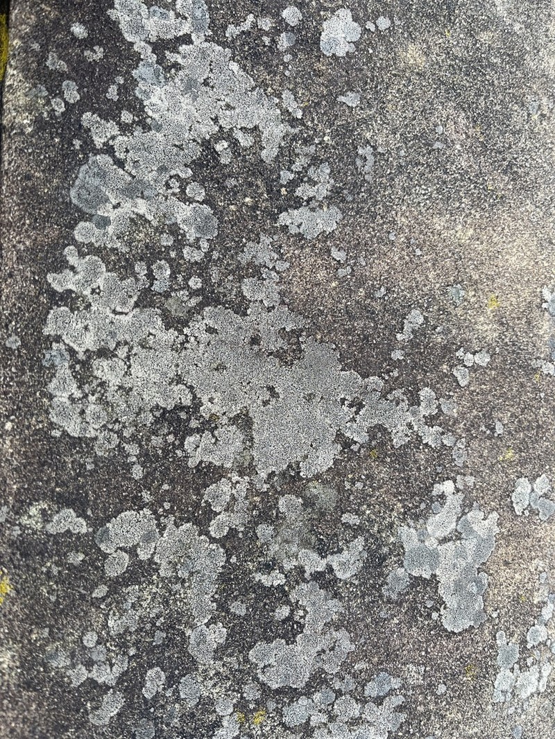 Disc Lichen photo 4