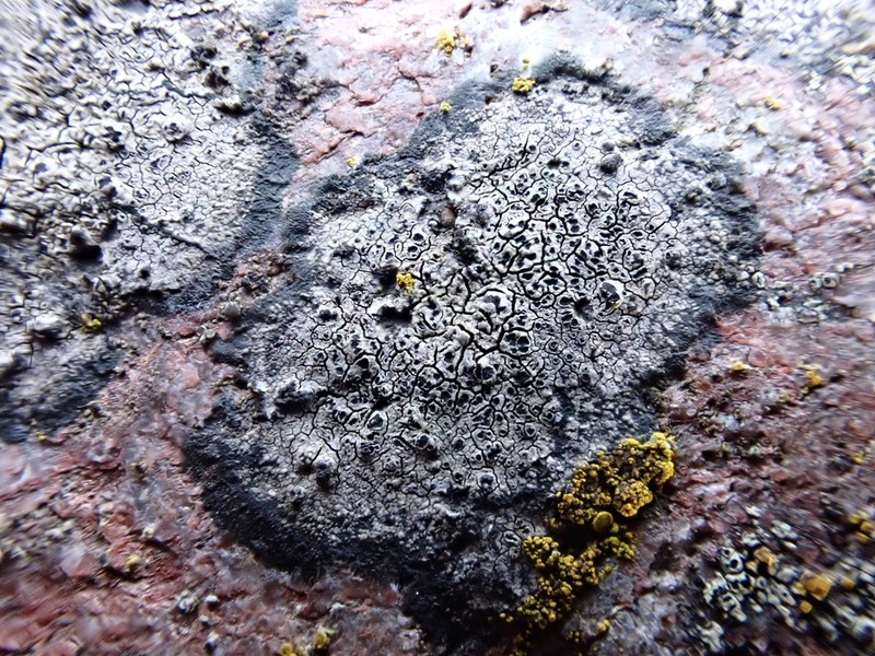 Disc Lichen photo 5