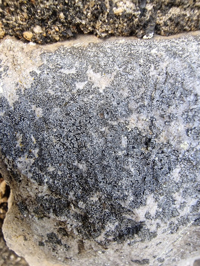 Disc Lichen photo 6