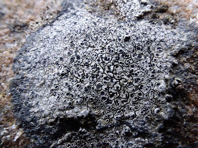 Disc Lichen photo 7