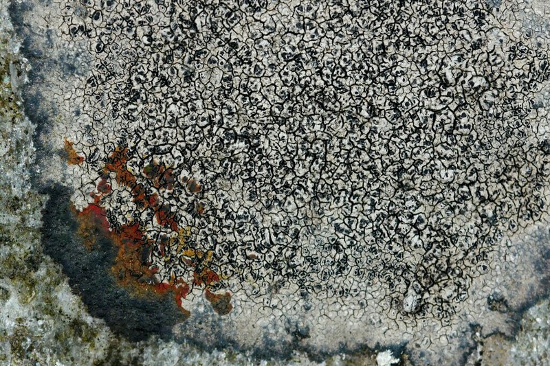 Disc Lichen photo 8