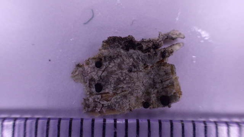 Arnold's Disc Lichen