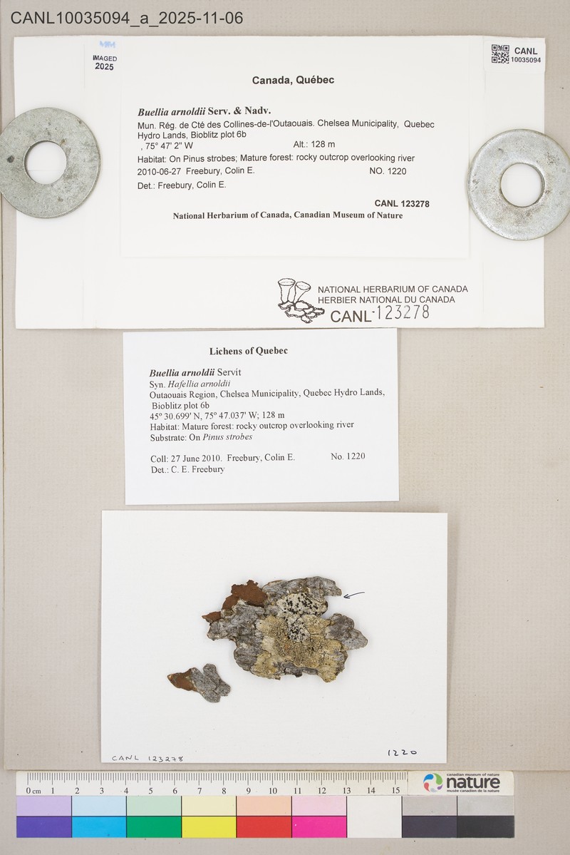 Arnold's Disc Lichen photo 2