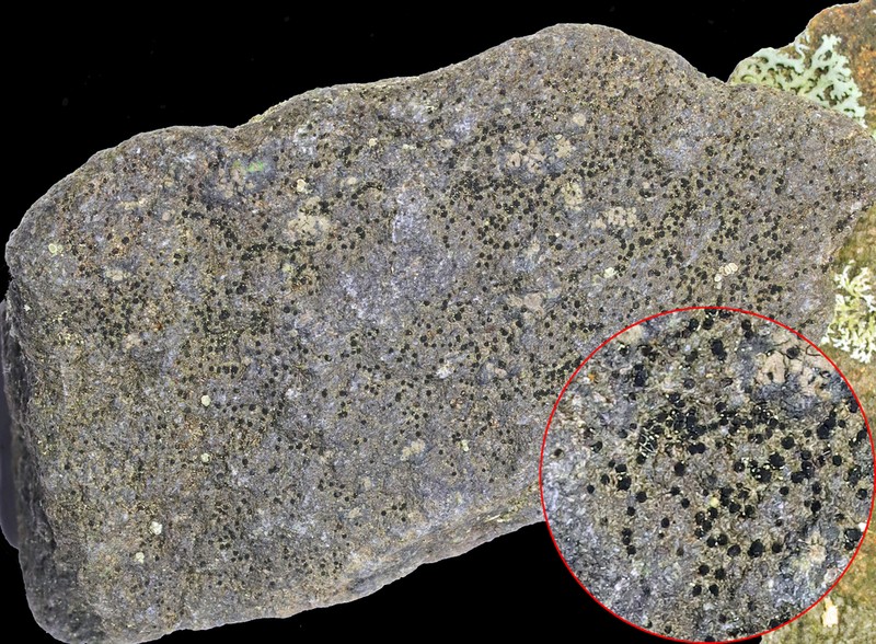 Disc Lichen photo 6