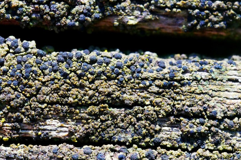 Disc Lichen photo 7