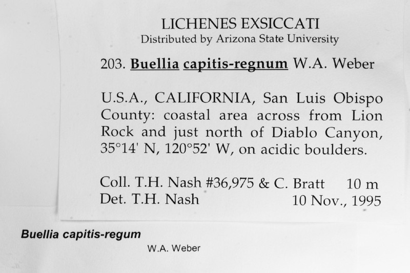 Disc Lichen photo 2