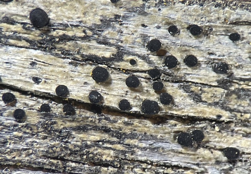 Disc Lichen