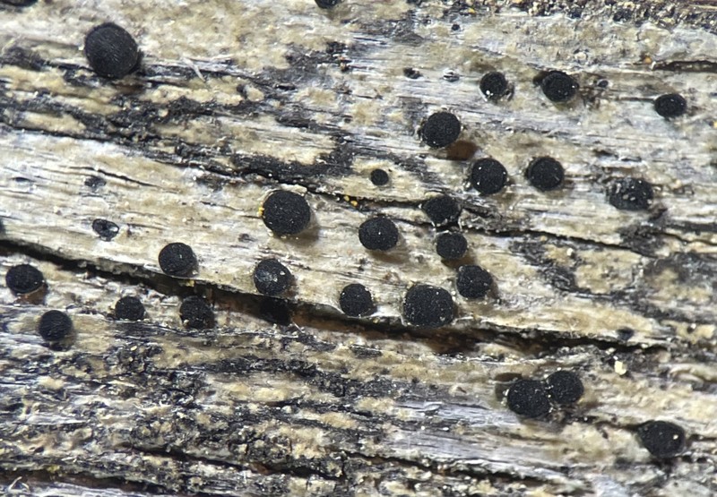 Disc Lichen photo 2
