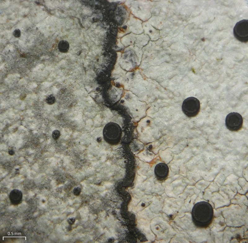 Curtis' Disc Lichen