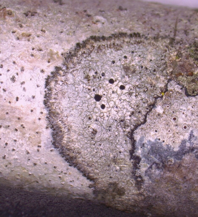 Curtis' Disc Lichen
