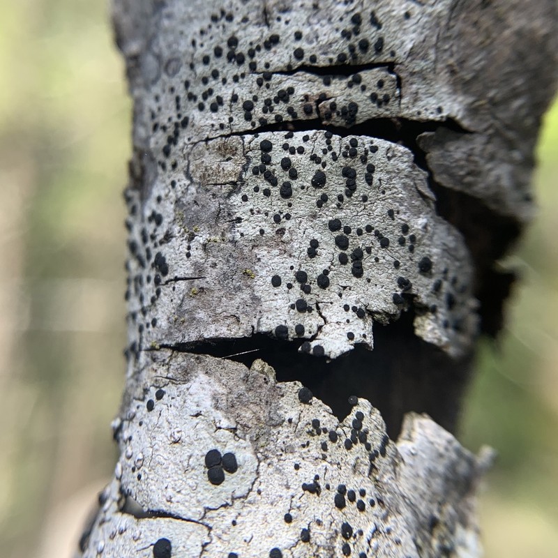 Curtis' Disc Lichen photo 2