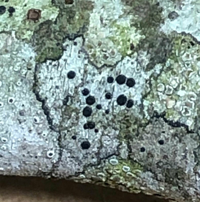 Curtis' Disc Lichen photo 3