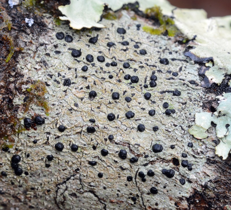 Curtis' Disc Lichen photo 4