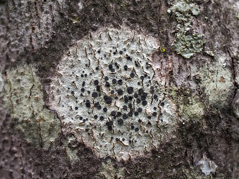 Curtis' Disc Lichen photo 5