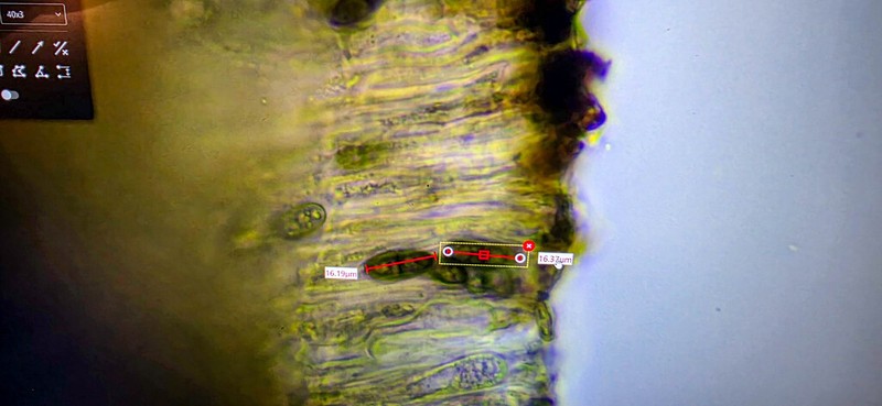 Curtis' Disc Lichen photo 6