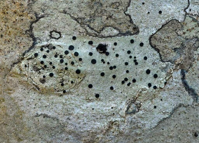 Curtis' Disc Lichen photo 7